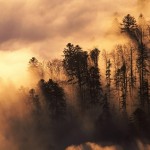 Горный лес в облаках